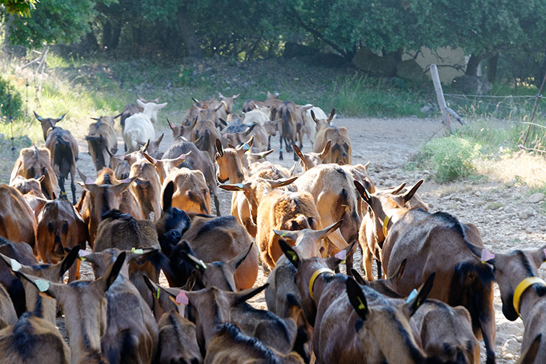 Crossing a herd of goats