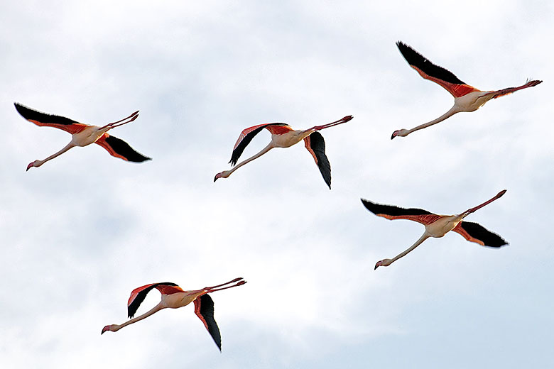 One flamingo formation...