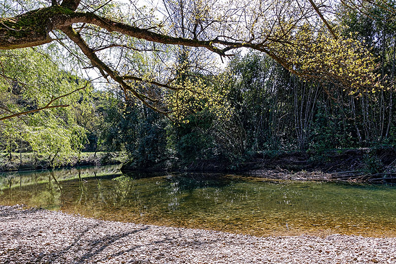 The first leaves are just starting to come out