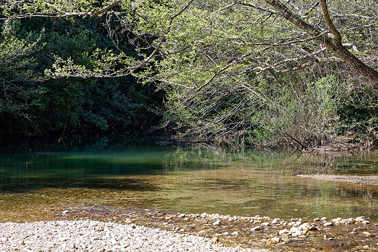 The many shades of green are reflected in the river