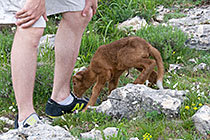 Are Eric's shoelaces edible?