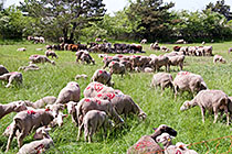 A (not 'the') flock of sheep