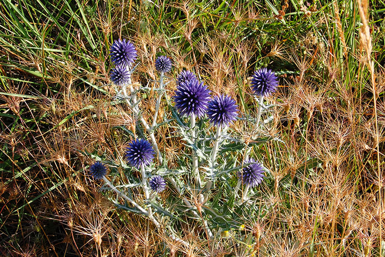 Local flora