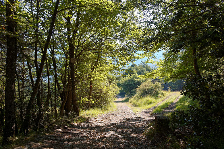 Walking through the woods...