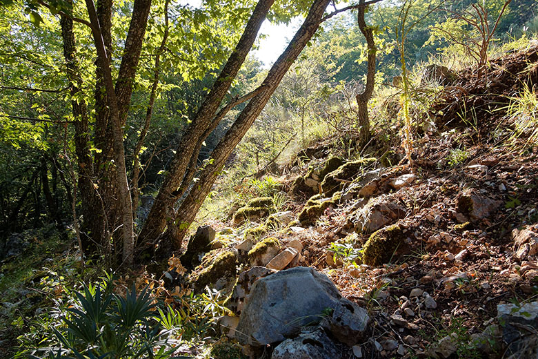 ...streaming through the trees.