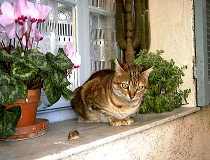 Biot cat