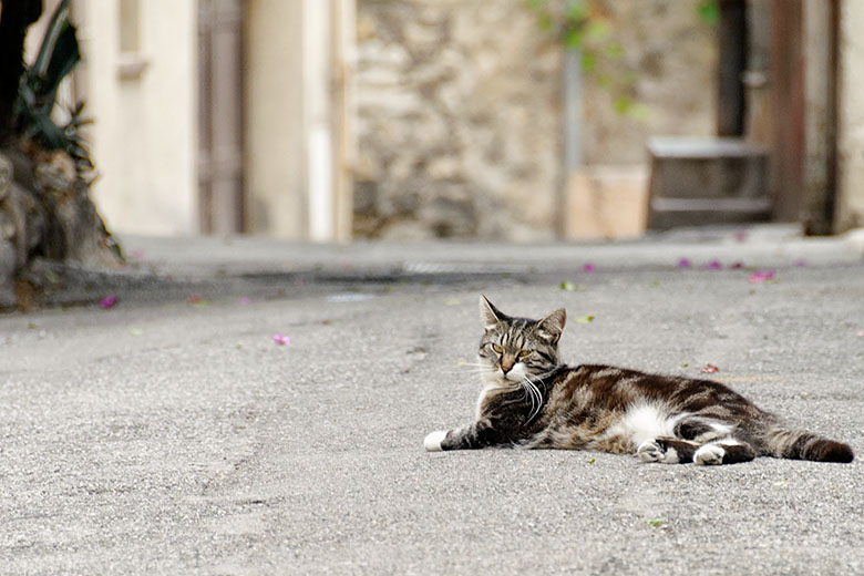 A very relaxed Le Cannet dweller