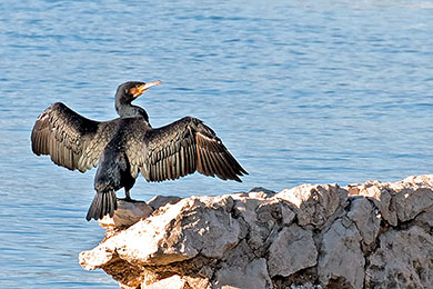 Cormorant drying its feathers