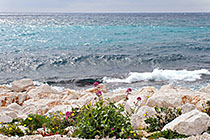 Shoreline flowers