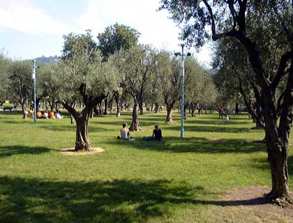 Meadow with olive trees