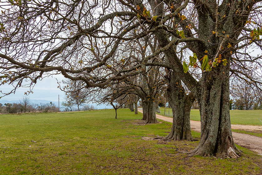 Looking across the front lawn