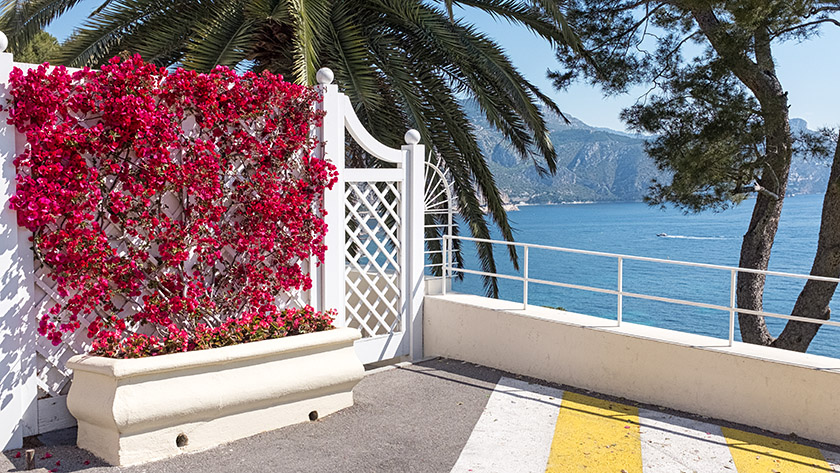 Gorgeous Bougainvillea by the villa entrance