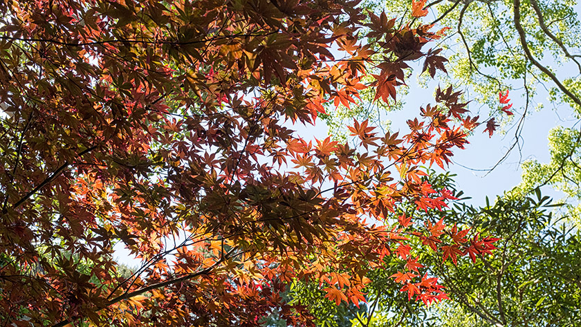 Japanese maple