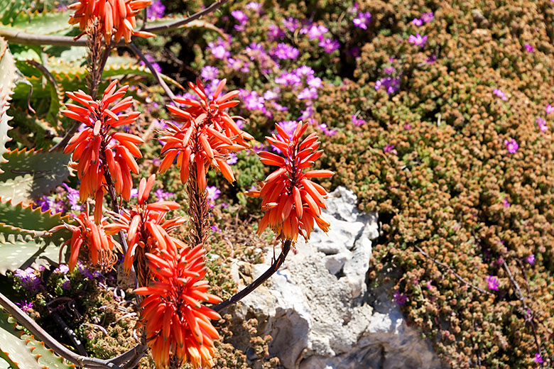 Aloe blossoms