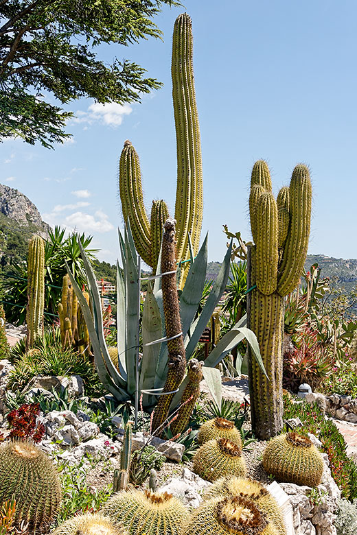 Various cacti