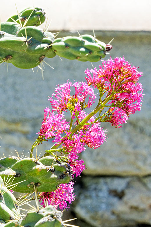 Exotic garden detail