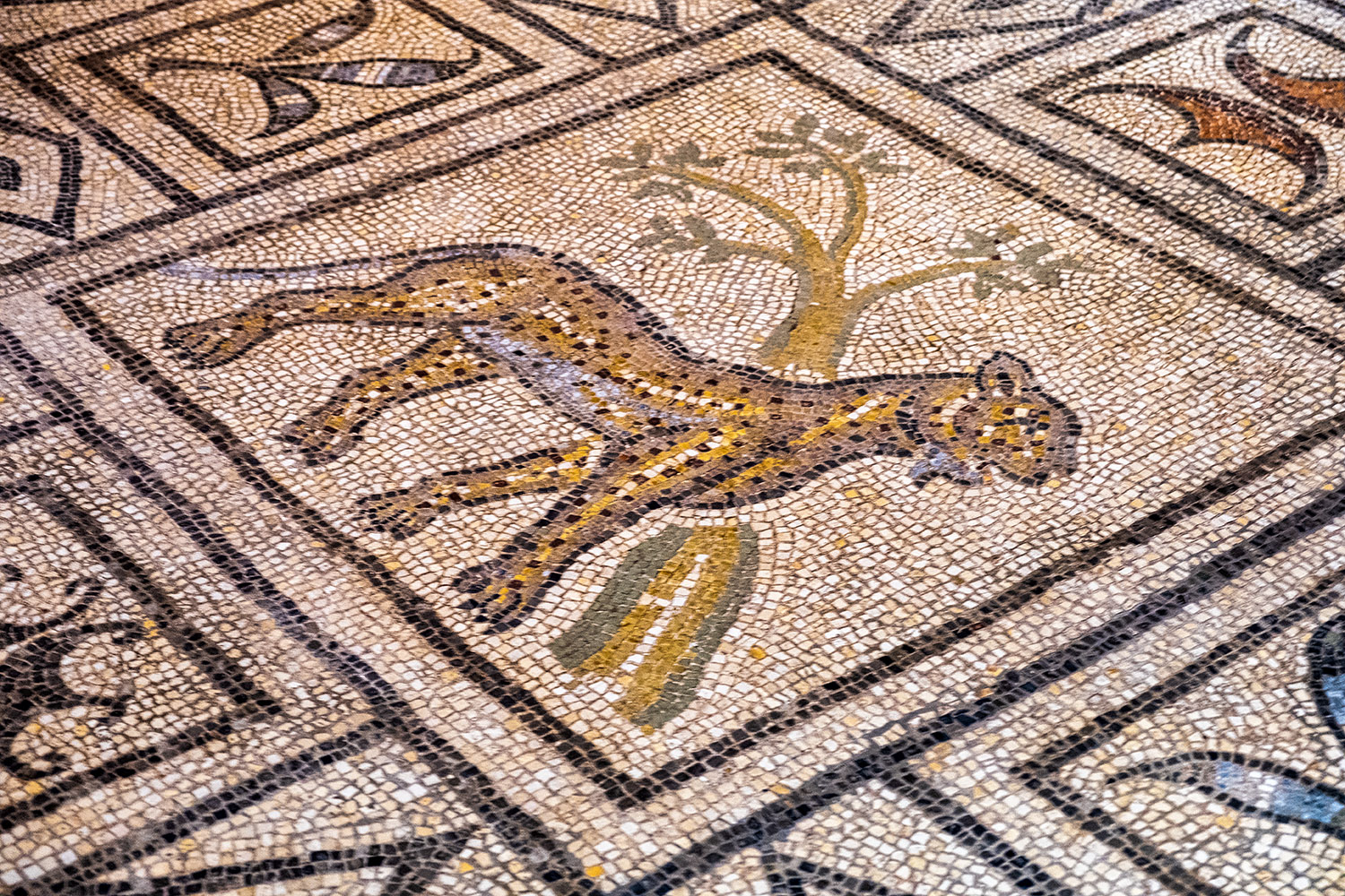 The panther mosaic in the archeological museum dates from the third century
