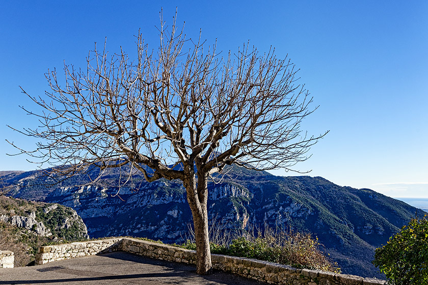 Barren tree on the 'Place Basse'