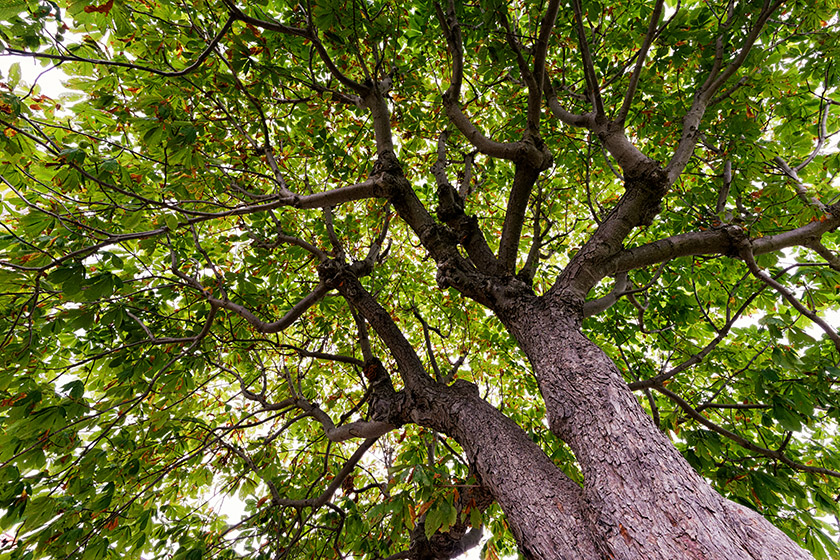 The same tree back in August