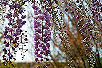 Blooming wisterias (thanks, S.W.)