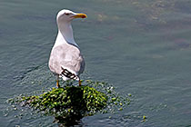 Seagull