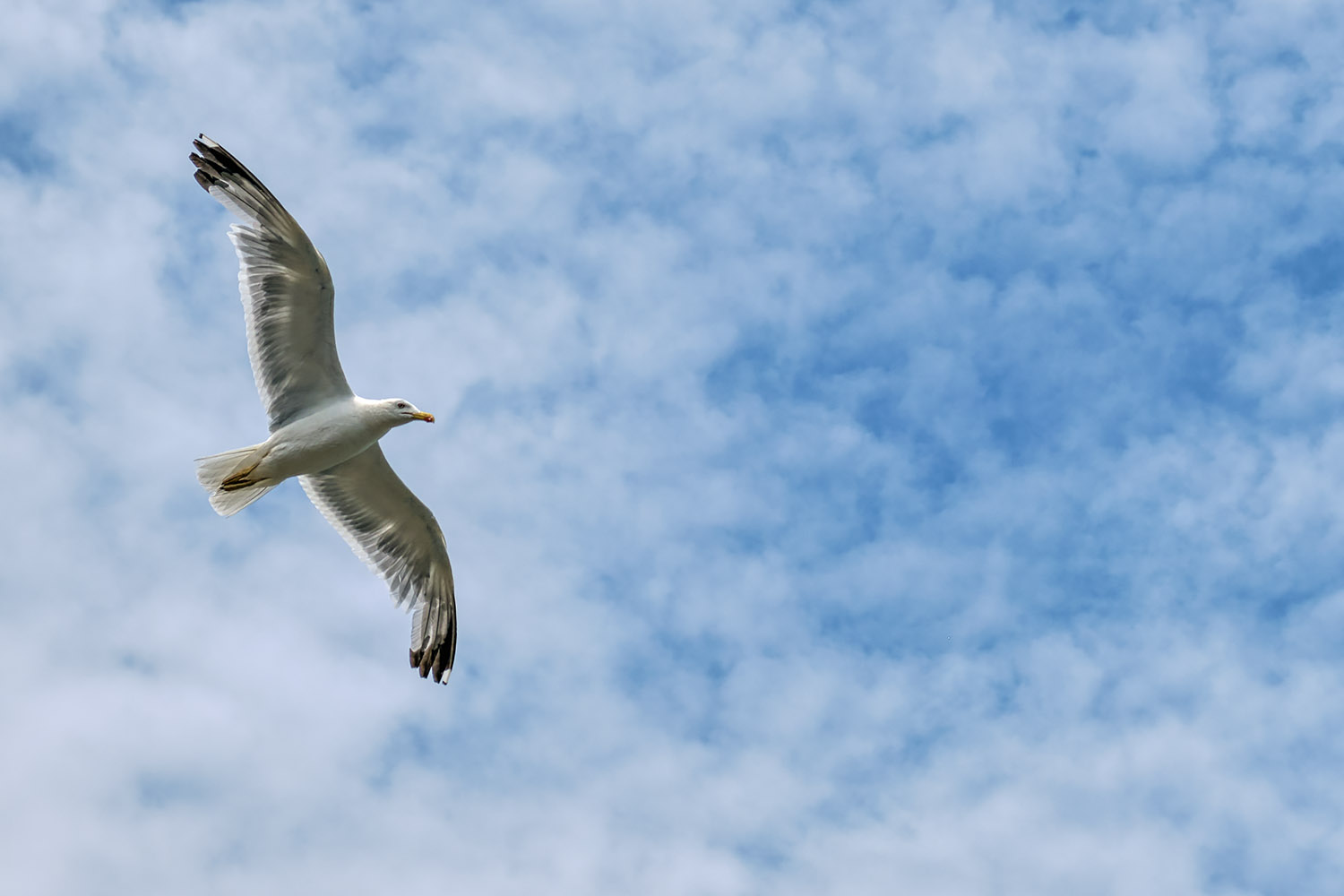 Soaring gull