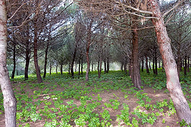 Wooded area on the west end of the island