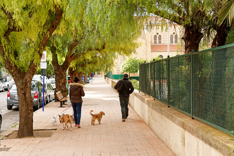 Dog walker on the 'Avenue Edouard VII'