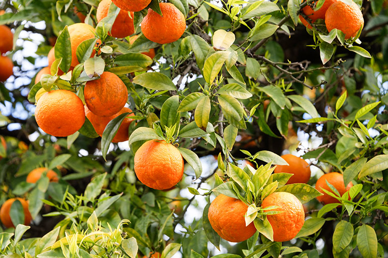 One of the things Menton is famous for