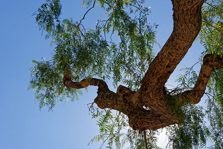 Tree at the 'Place Saint-Roch'