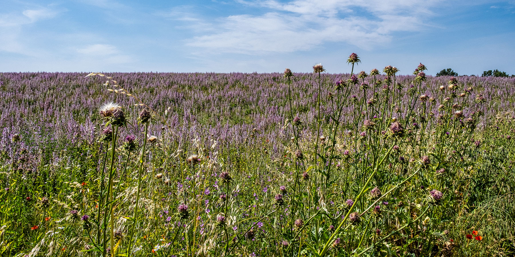 On the Plateau of Valensole