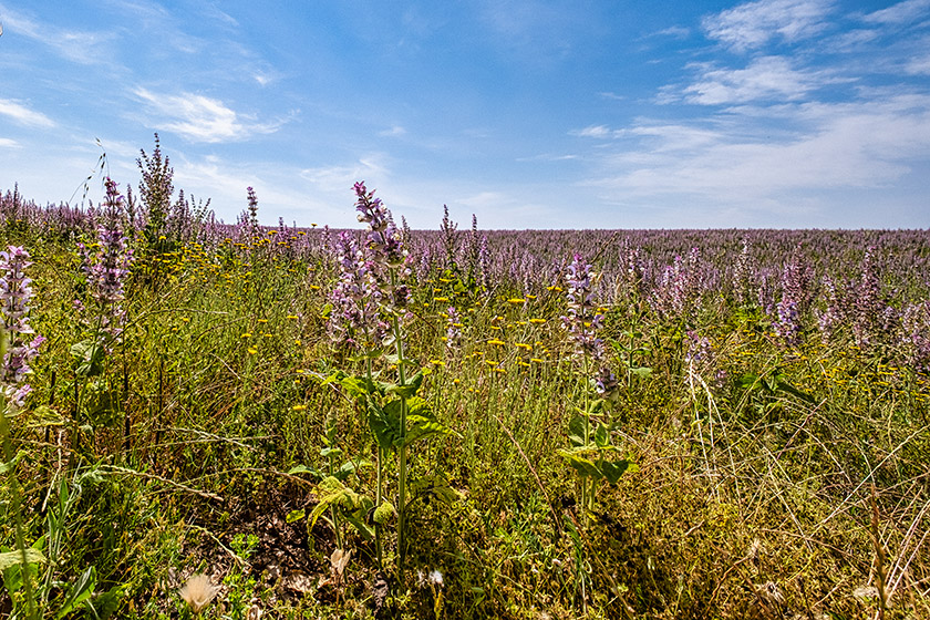 ...so the only thing a bit purplish were the sage fields.