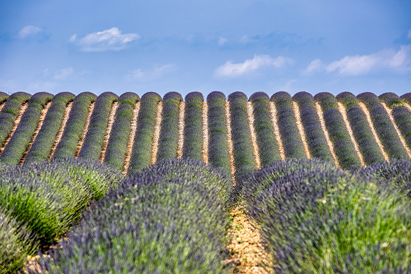 ...these lavender fields will be a vibrant purple...