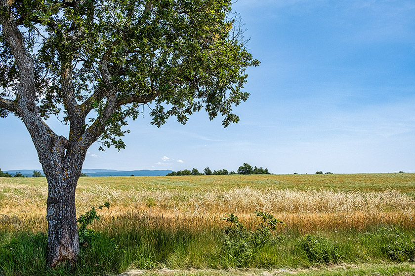 After lavender, durum wheat is the most common crop around here