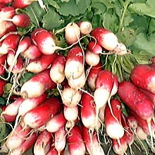 Radishes