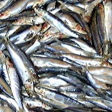 Sardines