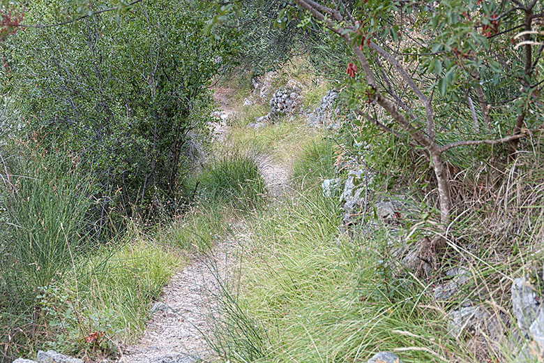 ...on a path bordered with grasses and shrubs.