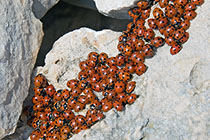 Overwintering ladybugs