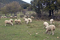 Sheep at the 'Domaine de Courmettes'