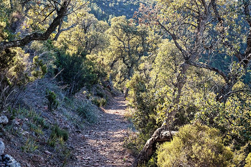 ...we are back among the trees.