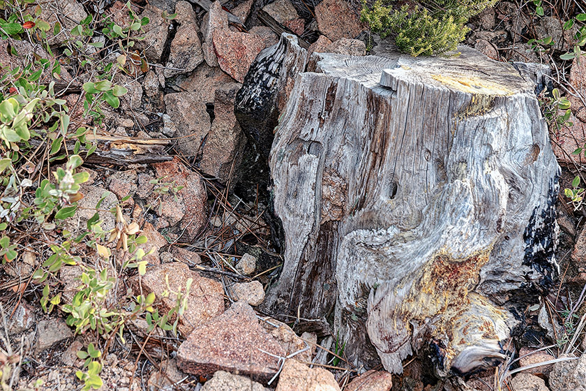 Weathered tree trunk