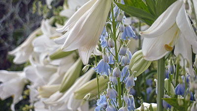 ...surrounded by beautiful blossoms