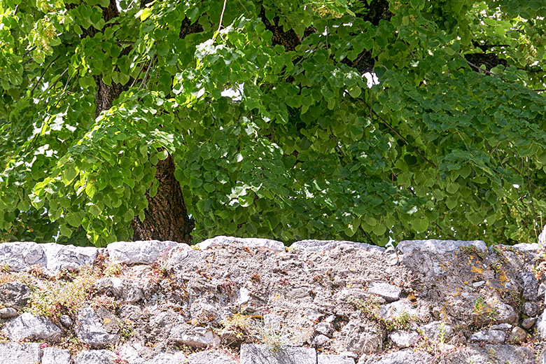 Looking up at the village walls