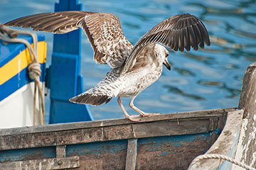 Where there are fishing boats there are sea gulls