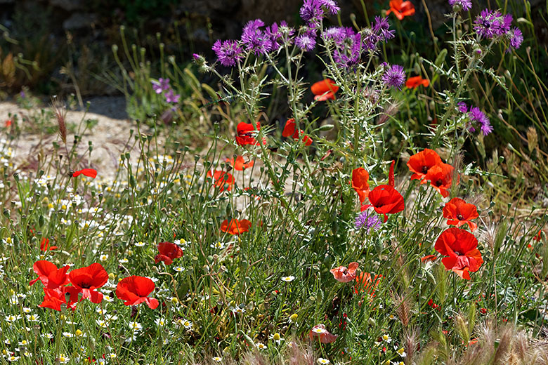 There is no shortage of poppies on the citadel grounds