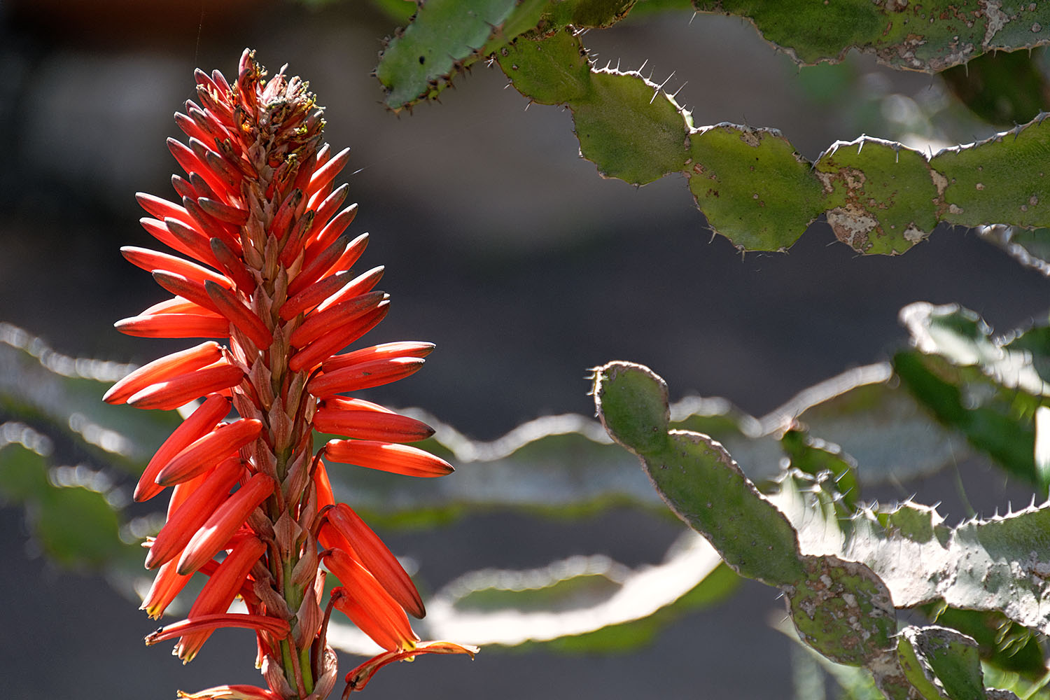 Cactus flower in the museum courtyard