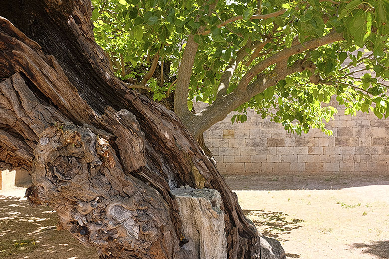 Old tree trunk