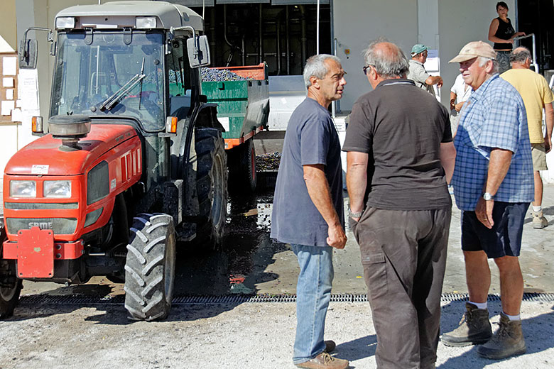 Vintners are bringing grapes...