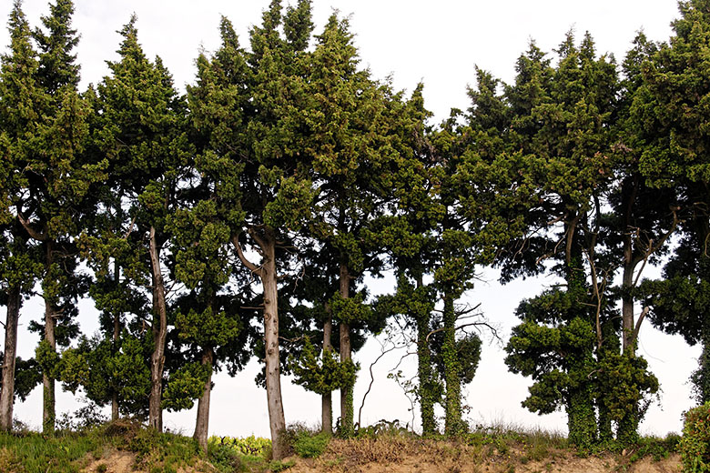 A row of cypress trees separates the winery from the vines