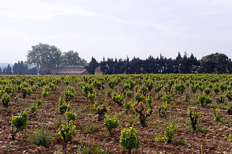 In April the vines are still very small